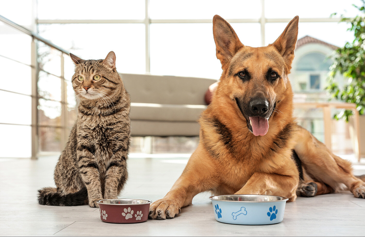 Why Dogs and Cats Need Different Nutrients