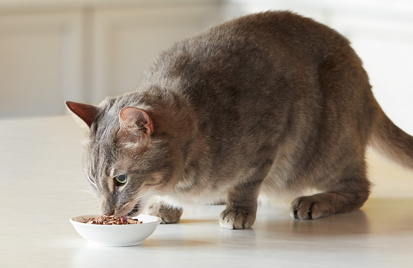 Picky Cat Probs? Here's What to Do for a Finicky Eater, image size:1416x920